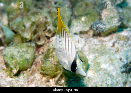 Threadfin Butterflyfish Chaetodontidae Auriga Ailuk Atoll Marshall-Inseln Pazifik Stockfoto