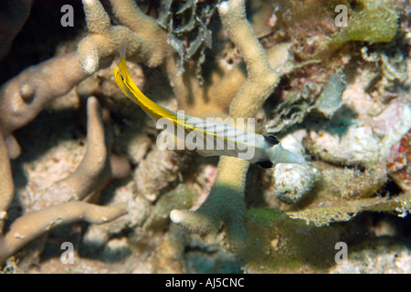 Threadfin Butterflyfish Chaetodontidae Auriga Ailuk Atoll Marshall-Inseln Pazifik Stockfoto