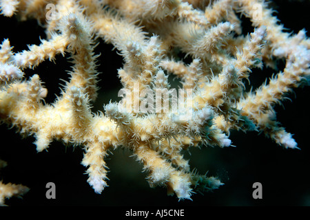 Hirschhorn-Koralle mit Polypen erweitert Acropora sp Ailuk Atoll Marshall-Inseln Pazifik Stockfoto