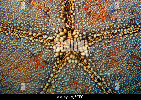 Kissen Sie Sterne Culcita Novaguineae Haut Textur Ailuk Atoll Marshall-Inseln Pazifik Stockfoto