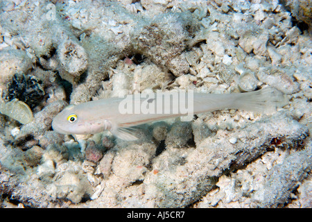 Sixspot Grundel Valenciennea Puellaris Ailuk Atoll Marshall-Inseln Pazifik Stockfoto
