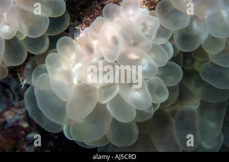 Traube Blase Korallen Plerogyra Sinuosa Ailuk Atoll Marshall-Inseln Pazifik Stockfoto