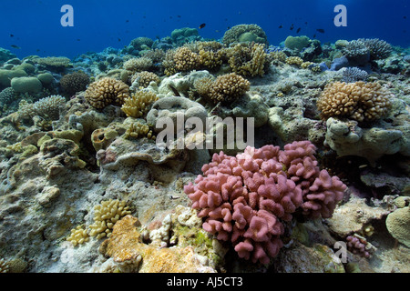 Unberührten Korallenriff vor allem Acropora Spp Ailuk Atoll Marshall-Inseln Pazifik Stockfoto