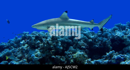 Schwarzspitzen Riff Hai Carcharhinus Melanopterus Ailuk Atoll Marshall-Inseln Pazifik Stockfoto