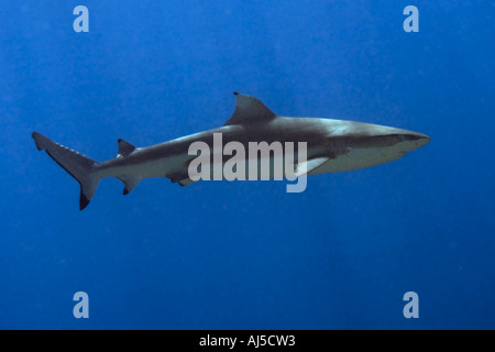 Schwarzspitzen Riff Hai Carcharhinus Melanopterus Ailuk Atoll Marshall-Inseln Pazifik Stockfoto