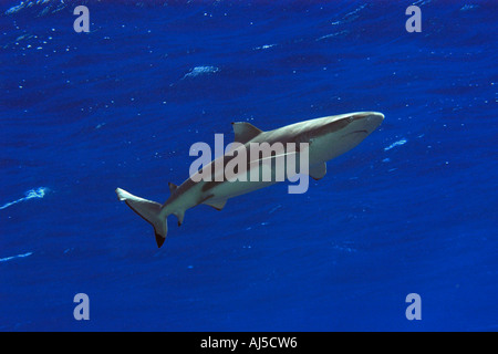 Schwarzspitzen Riff Hai Carcharhinus Melanopterus Ailuk Atoll Marshall-Inseln Pazifik Stockfoto