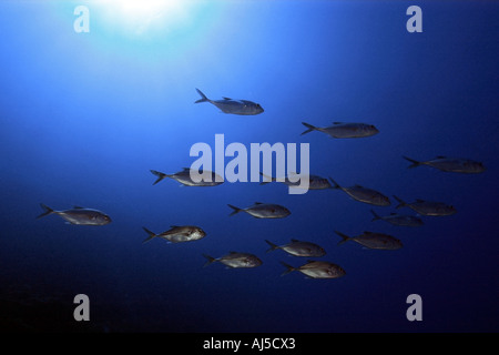 BigEye Makrelen Buchsen Caranx Sexfasciatus Schulbildung Ailuk Atoll Marshall-Inseln Pazifik Stockfoto