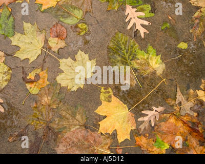 Gefallene Herbstlaub auf nassen Bürgersteig nach Regen Stockfoto