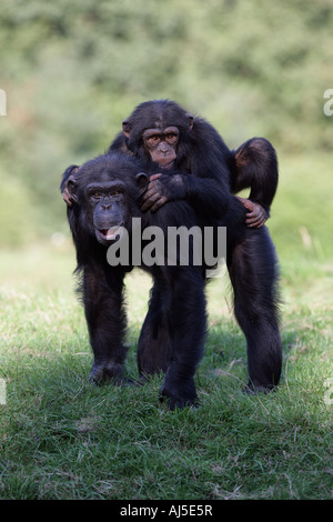 weibliche Schimpansen mit Baby - Pan troglodytes Stockfoto