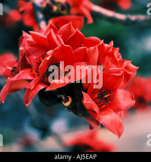 Nahaufnahme von Baumwolle Blumen Stockfoto