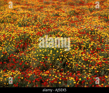 Bereich der wilden Blumen Stockfoto