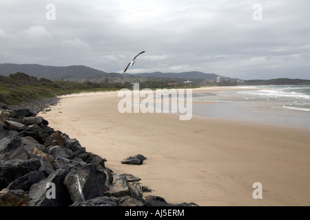 Möwen fliegen über dem Park Beach in Coffs Harbour in New South Wales NSW Australia Stockfoto