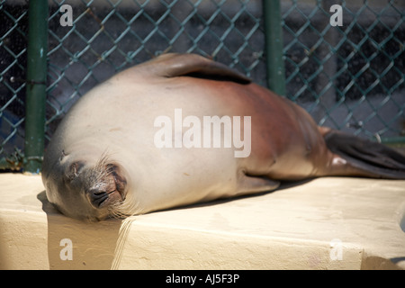 Dichtung entspannt schlafen schlafen in Pet Porpoise Pool Ozeanarium in Coffs Harbour in New South Wales NSW Australia Stockfoto