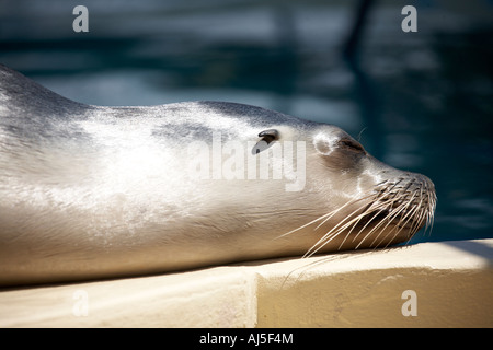 Dichtung entspannt schlafen schlafen in Pet Porpoise Pool Ozeanarium in Coffs Harbour in New South Wales NSW Australia Stockfoto