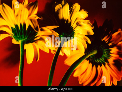 Gänseblümchen in gelb und Rot Kreuz bearbeitetes Bild Stockfoto