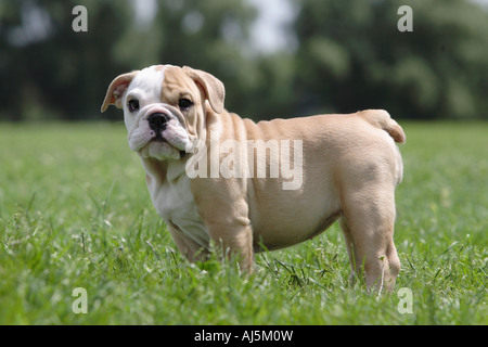 12 Wochen alte englische Bulldogge Welpen Stockfoto