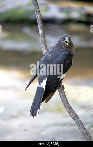 Schwarzer Vogel auf Zweig Katoomba Blue Mountains New South Wales NSW Australia Stockfoto