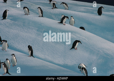 Kinnriemen Pinguine auf einem Eisberg in der Süd-Sandwich-Inseln. Stockfoto