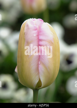 Einzelne Tulpe Blume Stockfoto