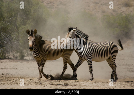 Zwei Bergzebras Staubwolke Stockfoto