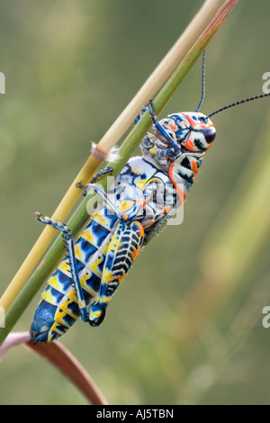 Regenbogen oder lackiert Grashüpfer (Dactylotum Variegatum), Arizona Stockfoto