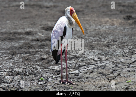 Yellow-billed Stork (Mycteria Ibis), Selous Game Reserve, Tansania, Afrika Stockfoto