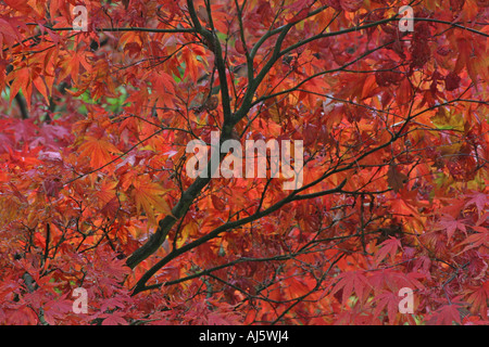 Westonbirt Arboretum, Gloucestershire. Stockfoto