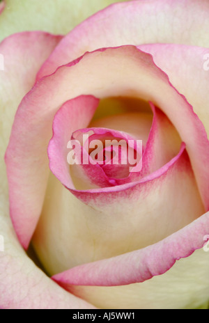 Rosa umrandeten Blütenblätter der rose Stockfoto