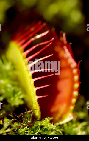 Venusfliegenfalle öffnen Stockfoto