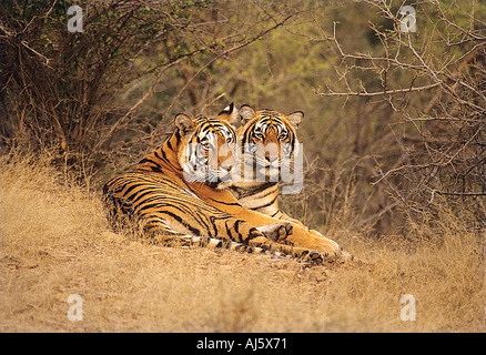 SNA71848 zwei Tiger Warnung Bandhavgarh National Park Madhya Pradesh, Indien Stockfoto