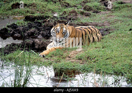 SNA71859 Tiger ruht in der Nähe von Wasserloch in Bandhavgarh National Park Madhya Pradesh, Indien Stockfoto