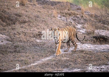 Tiger auf dem Dschungelpfad männliche B1 in Bandhavgarh National Park Madhya Pradesh, Indien Stockfoto