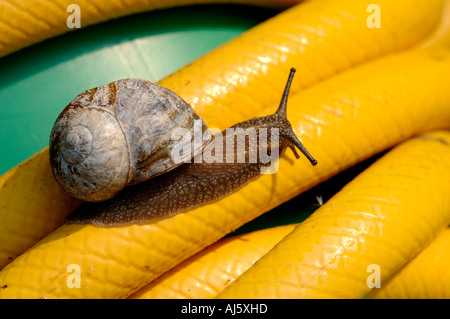 Garten-Schnecke auf Schlauch Stockfoto