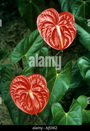 Flamingo Blumen Anthurium andraeanum Stockfoto