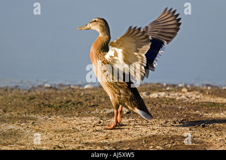 Stockente mit Flügeln. Stockfoto