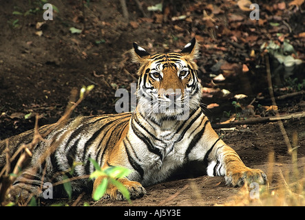 SNA71785 Alert Tiger sitzen im Naturschutzgebiet Blick auf Viewer Bandhavgarh National Park Madhya Pradesh, Indien Stockfoto