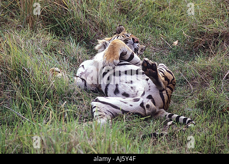 SNA71792 Tiger entspannende Rollen auf dem Rücken Bandhavgarh National Park Madhya Pradesh, Indien Stockfoto