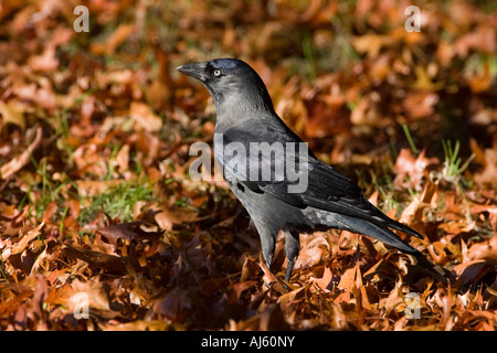 Dohle Corvus Monedula stehende Suche Warnung im herbstlichen Blätter Richmond Park in London Stockfoto