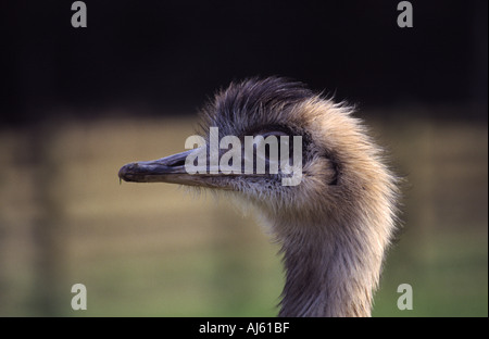 RHEA Rhea Americanus in Gefangenschaft im Margam Park in South Wales UK Stockfoto