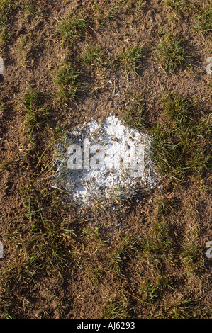 Strafstoß auf dem Fußballplatz park Stockfoto