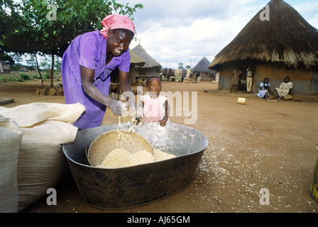 Afrikanerin entfernen Spreu vom Korn in ländlichen Dorf in Simbabwe Stockfoto