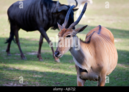 Gemeinsame Eland (Tauro Oryx) Stockfoto