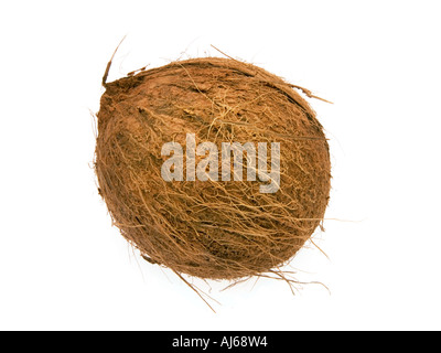 1 eine eine ganze Kokosnuss Coko Nuss behaarte Holz Holzschale Nussschale Essen Obst auf weißem Hintergrund Ausschnitt ausschneiden Stockfoto