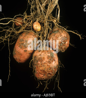 Gemeinsamen Schorf Streptomyces Scabies Läsionen an Kartoffelknollen Stockfoto