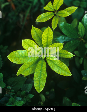 Kalk-induzierte Fe Eisenmangel in einem Rhdodendron Pflanzen Blätter Stockfoto