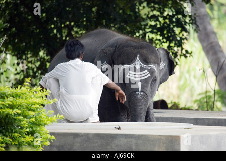 Sathya Gita. Sathya Sai Baba junger Elefant. Puttaparthi, Andhra Pradesh, Indien Stockfoto