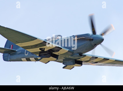 Griffon engined Spitfire fliegen Duxford Airfield England UK Stockfoto