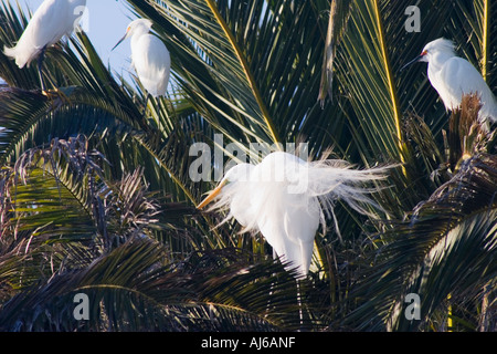 Silberreiher und Snowy Reiher an der Palo Alto Baylands Preserve auf Bucht von San Francisco Kalifornien USA Stockfoto