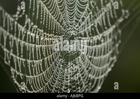 Eine Orb Weaver s Runde Web auf Morgentau bedeckt Tropfen Stockfoto