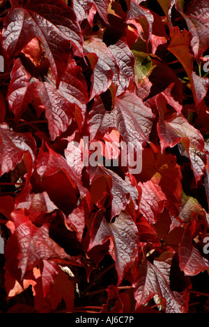 Boston-Efeu Parthenocissus Tricuspidata roten Herbstlaub Stockfoto